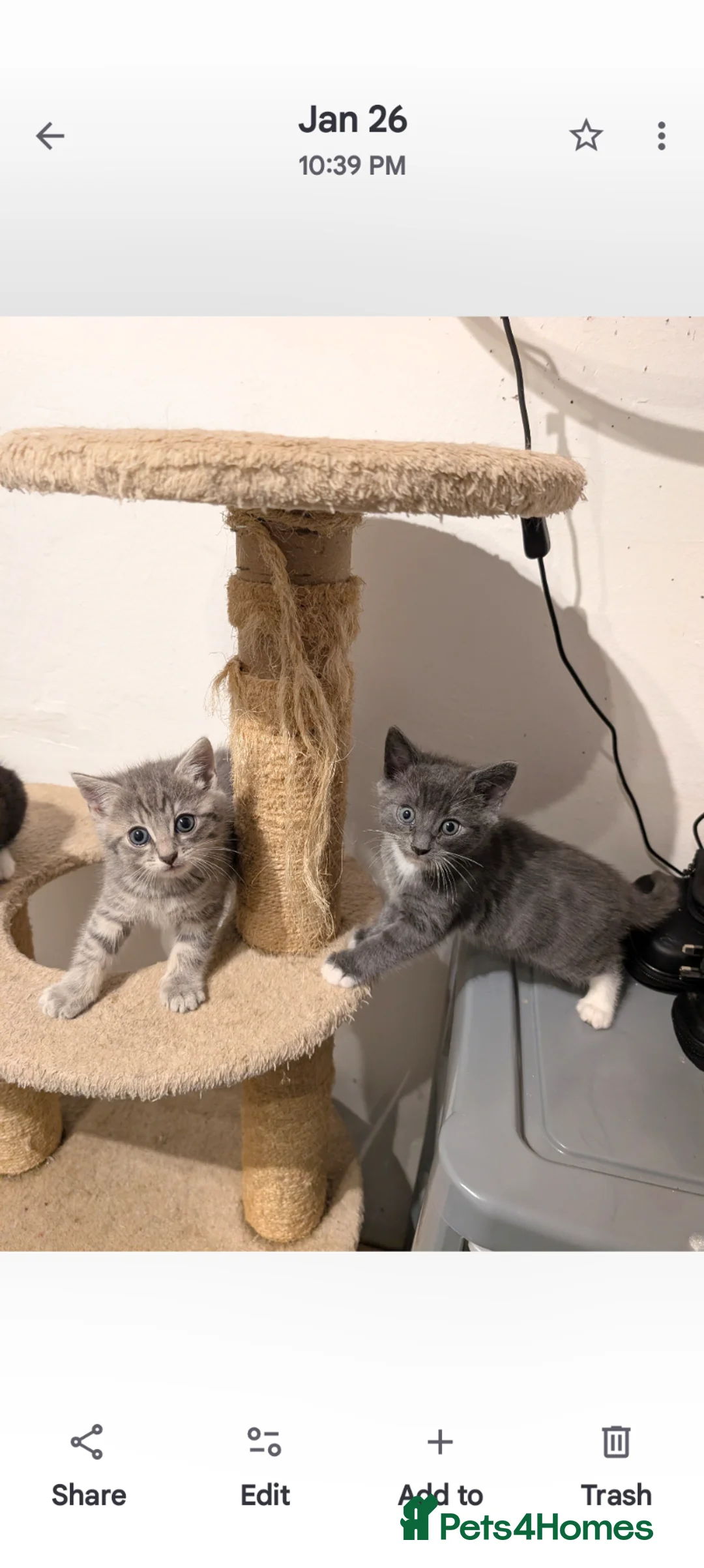 Mixed Breed cats for sale: Kitten  - Advert 9