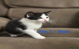 Domestic Shorthair cats for sale: Kittens for sale - Image 2