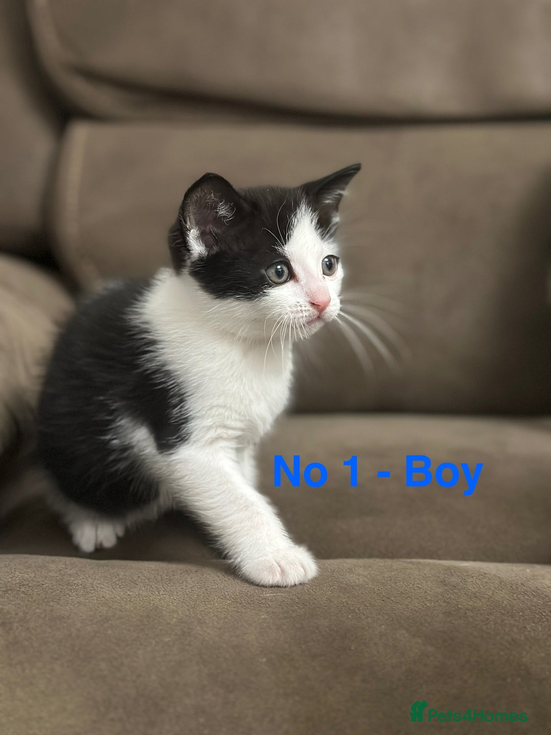 Domestic Shorthair cats for sale: Kittens for sale - Image 2