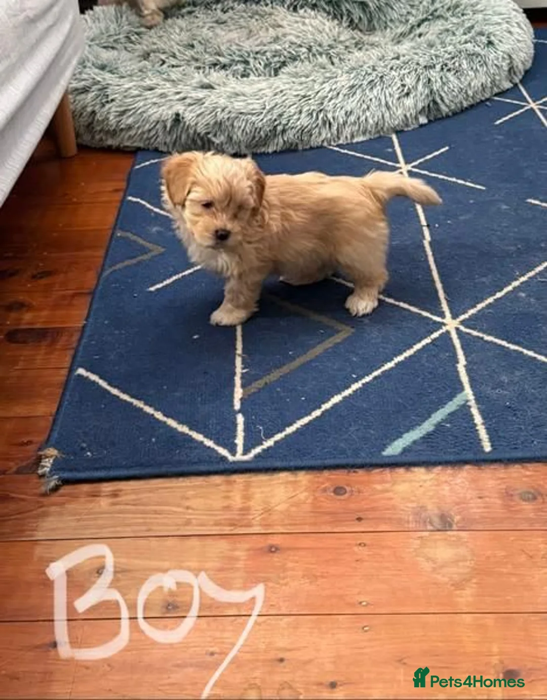 Maltipoo dogs for sale:  Maltipoo Puppies for Sale  in Edinburgh - Advert 4