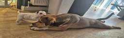 Mixed Breed dogs for sale: Beautiful Staffy x pups - friendly and healthy - Advert 26