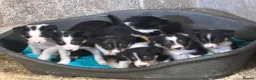 Border Collie dogs for sale: Border collie puppies  in Pickering - Advert 1