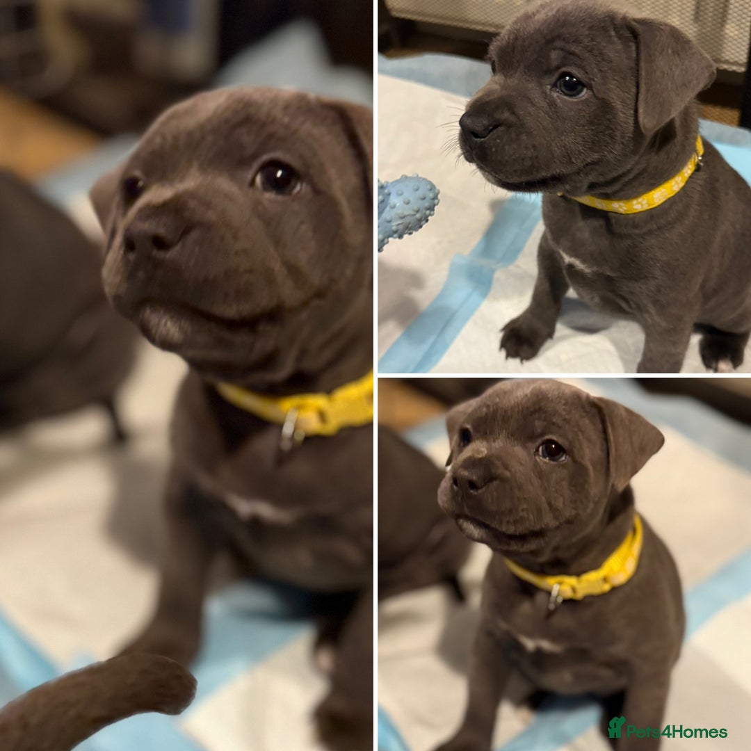 Staffordshire Bull Terrier dogs for sale: KC Registered Exceptional Blue Staffies - Advert 34