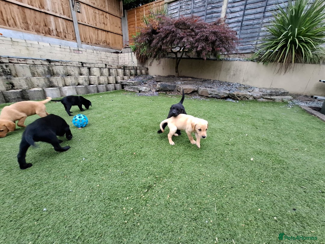 Labrador Retriever dogs for sale: Labrador Puppies - Image 2