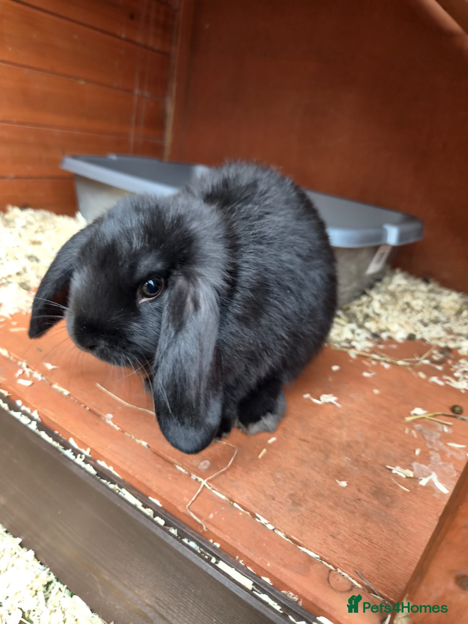 Mini Lop rabbits Gorgeous Pure Bred Mini Lops - 1 Remaining - Advert 2