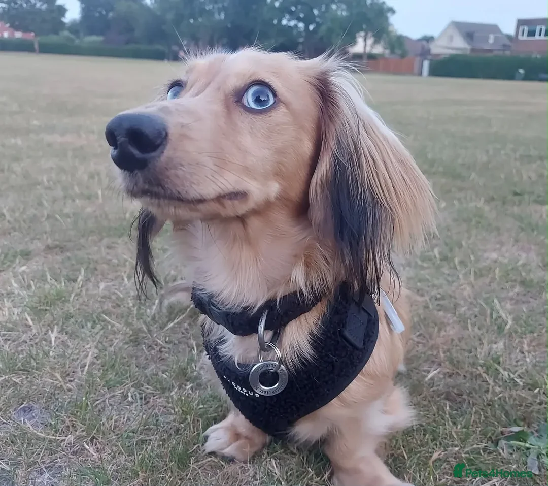 Miniature Dachshund dogs for stud: Dyson for stud  - Advert 7