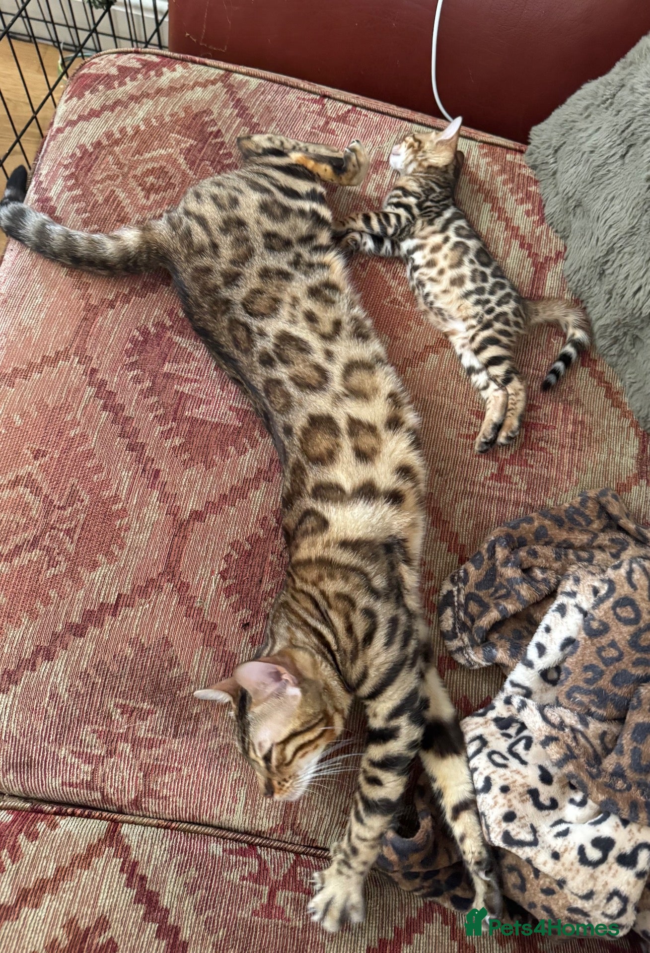 Bengal cats for sale: Top quality Bengal cubs! 2 boys! - Advert 1