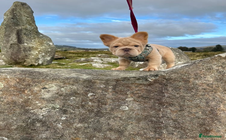 French Bulldog dogs - Advert 12