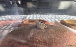 Monitor reptiles for sale: Last baby Red Ackie monitor  - Image 3