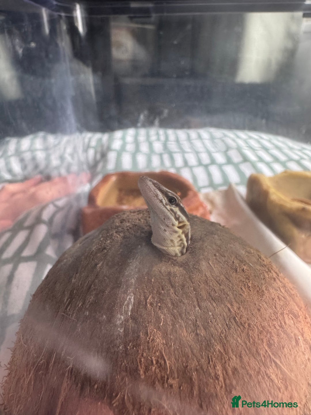 Monitor reptiles for sale: Last baby Red Ackie monitor  - Image 3