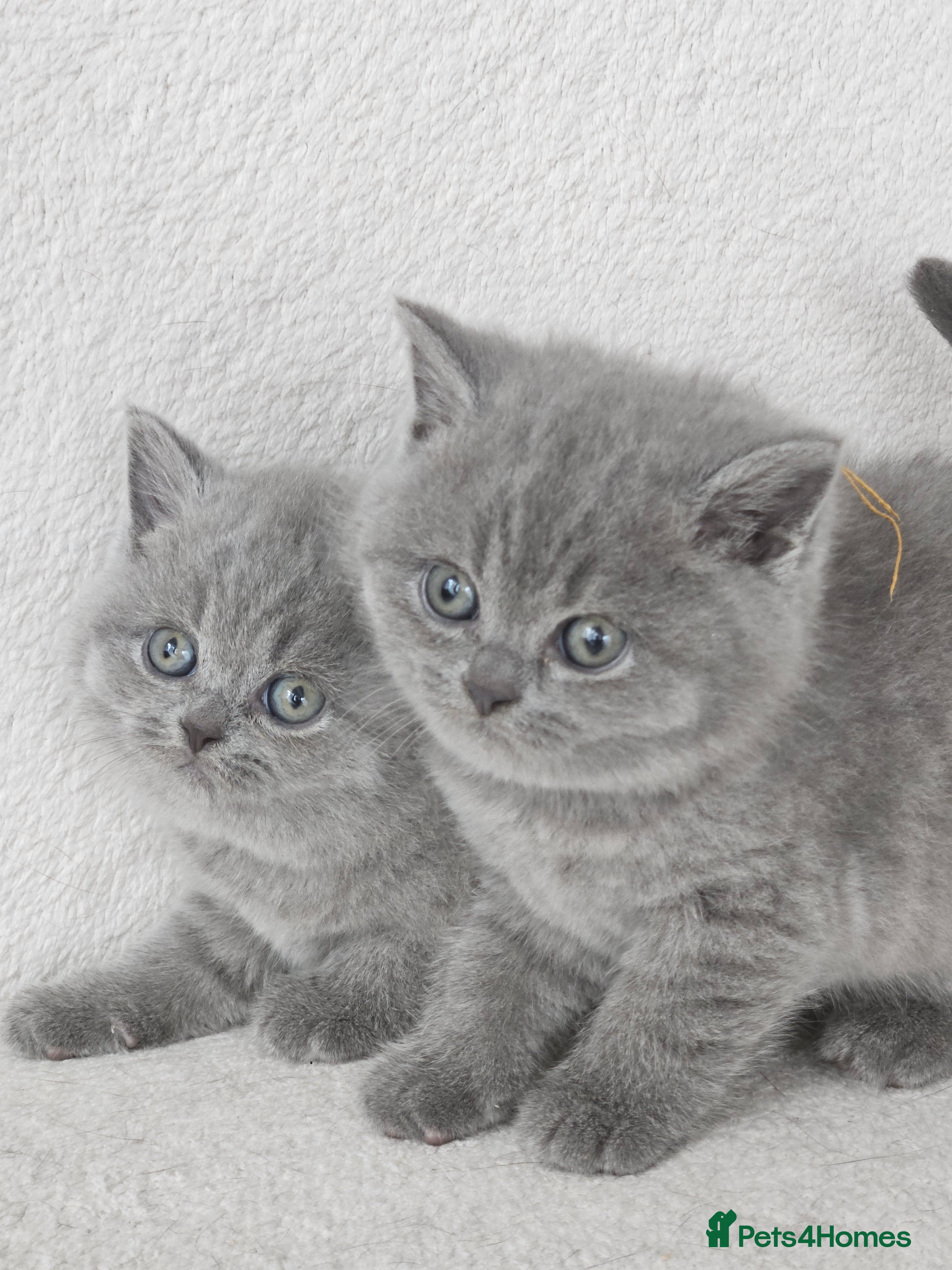 British Shorthair cats 2 Girls Left Champion BSH Shorthair Kittens GCCF  - Advert 6