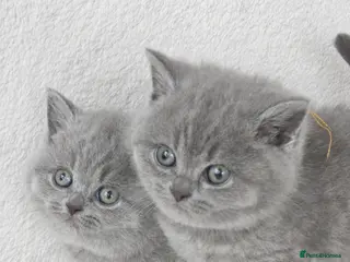 British Shorthair cats 2 Girls Left Champion BSH Shorthair Kittens GCCF - Advert 6