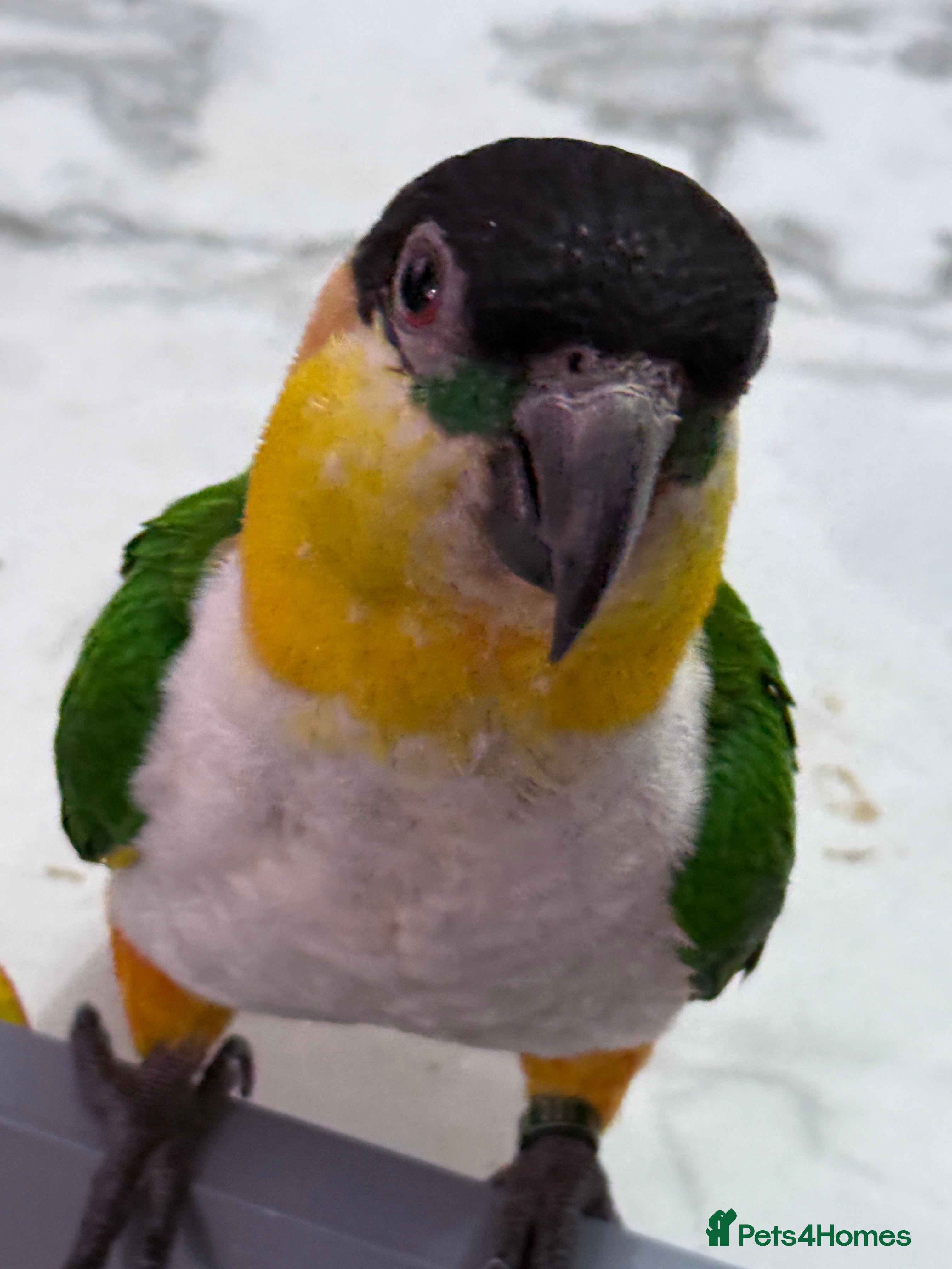 Parrots birds Mojo 4 year old Tame male Black Capp carique  - Advert 6