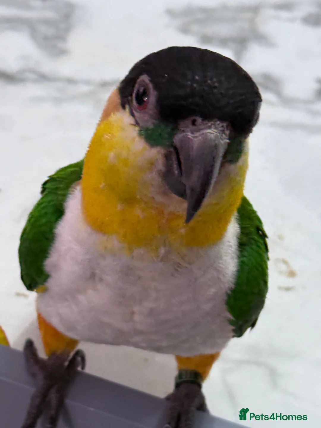 Parrots birds for sale: Mojo 4 year old Tame male Black Capp carique  - Advert 1