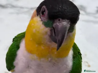 Parrots birds Mojo 4 year old Tame male Black Capp carique - Advert 6