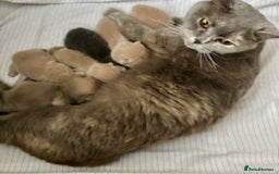 Brazilian Shorthair cats for sale: Stunning Gccf ..BRITISH SHORTHAIR Blue cream  - Image 12