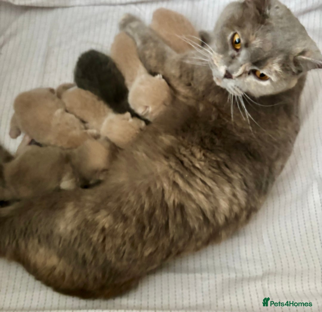 Brazilian Shorthair cats for sale: Stunning Gccf ..BRITISH SHORTHAIR Blue cream  - Image 12