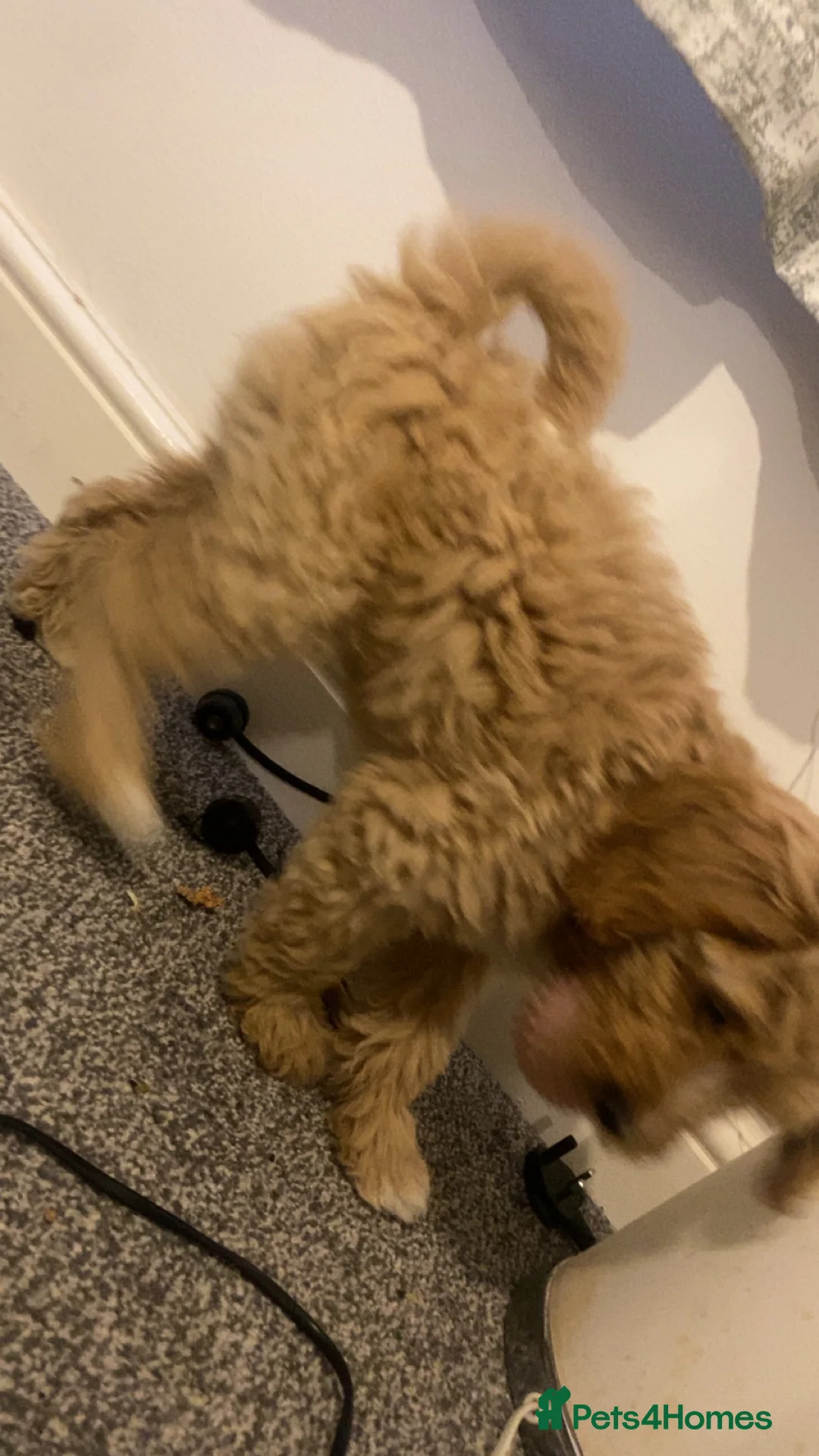 Mixed Breed dogs for sale: Last little girl waiting for home  in Peterlee - Advert 3