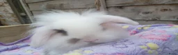 Mini Lion Lop rabbits for sale: Mini lop and mini lion lops - Advert 7