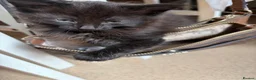 Mixed Breed cats for sale: 4 female kittens - Advert 5