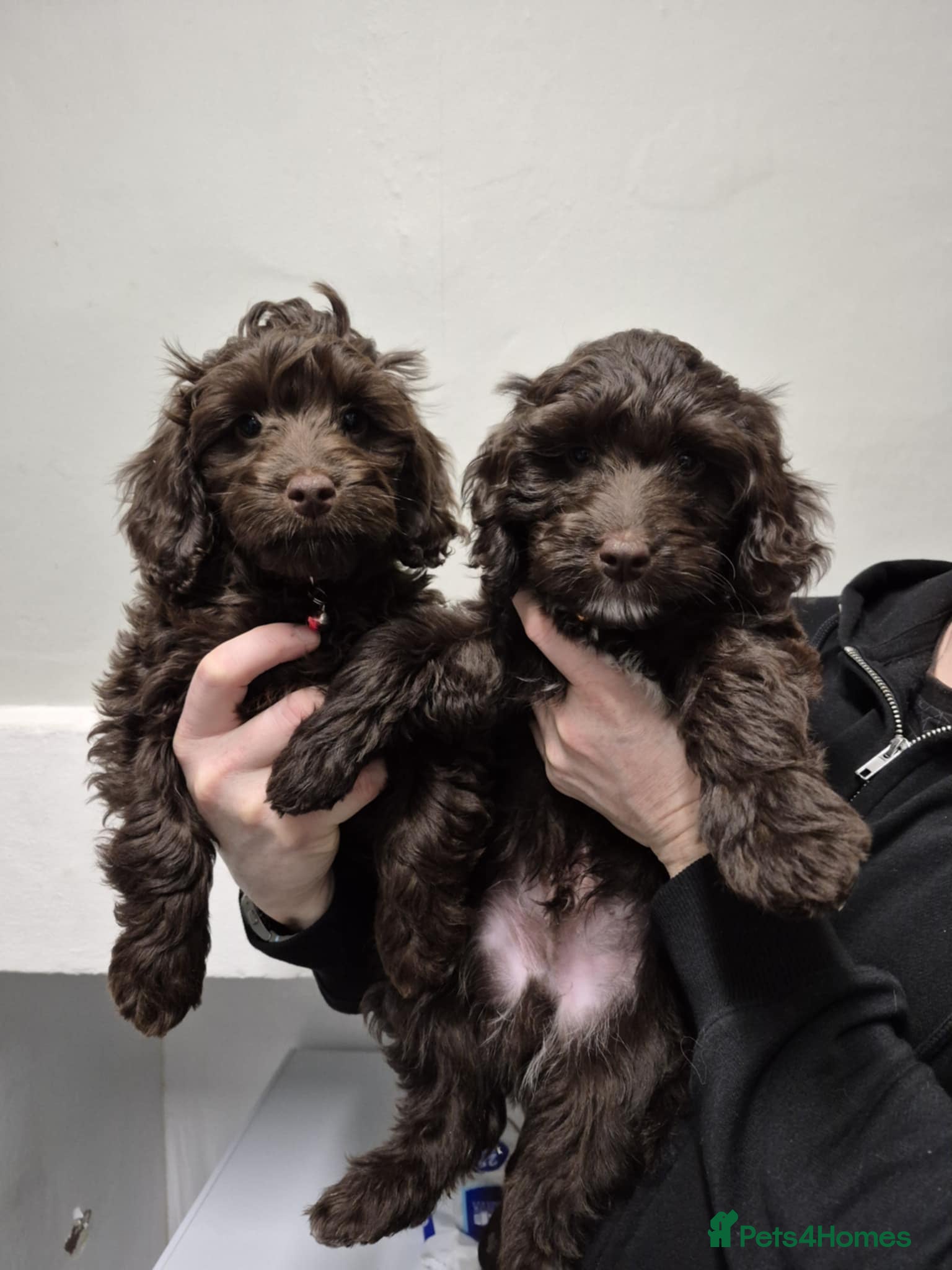 Cockapoo dogs Cockapoo puppies ready now  - Advert 10