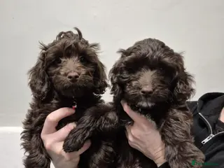 Cockapoo dogs Cockapoo puppies ready now - Advert 10