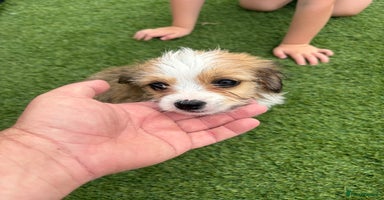 Morkie dogs - Advert 2