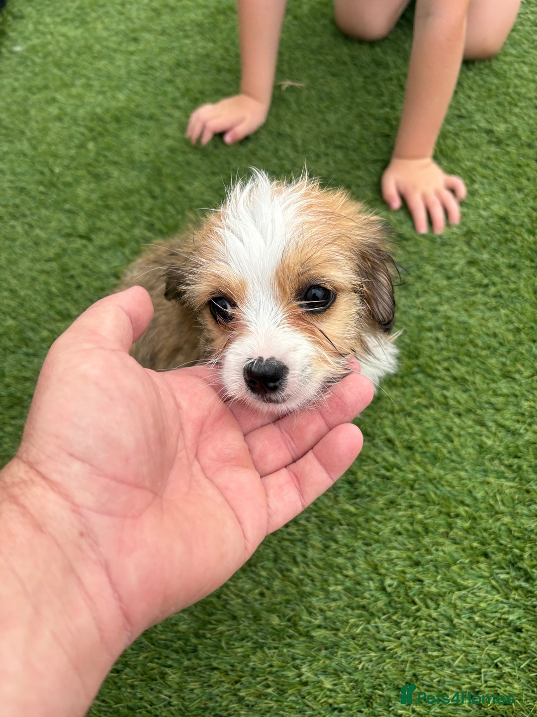 Morkie dogs for sale: Yorkshire tire + Maltese terrier  - Image 2