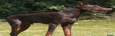 Dobermann Puppy 1