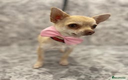 Chihuahua dogs for sale:  2 Gorgeous Girls- Ready to go!  - Image 3