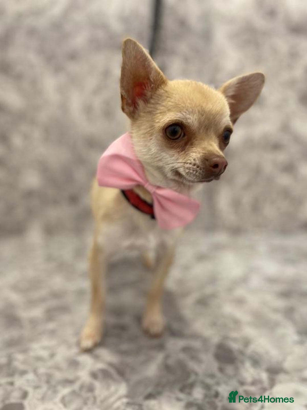 Chihuahua dogs for sale:  2 Gorgeous Girls- Ready to go!  - Image 3