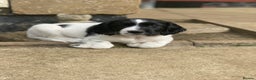 English Springer Spaniel dogs for sale: English Springer Spaniel Puppies Waiting List!! - Advert 9