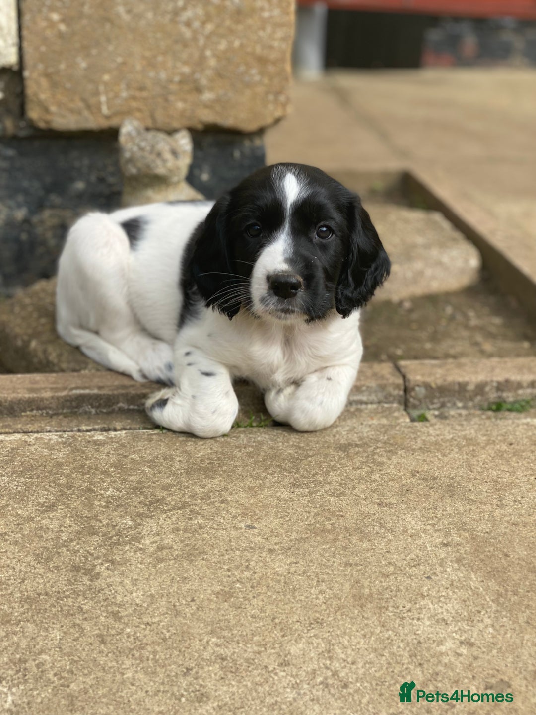 English Springer Spaniel dogs for sale: English Springer Spaniel Puppies Waiting List!! - Advert 9