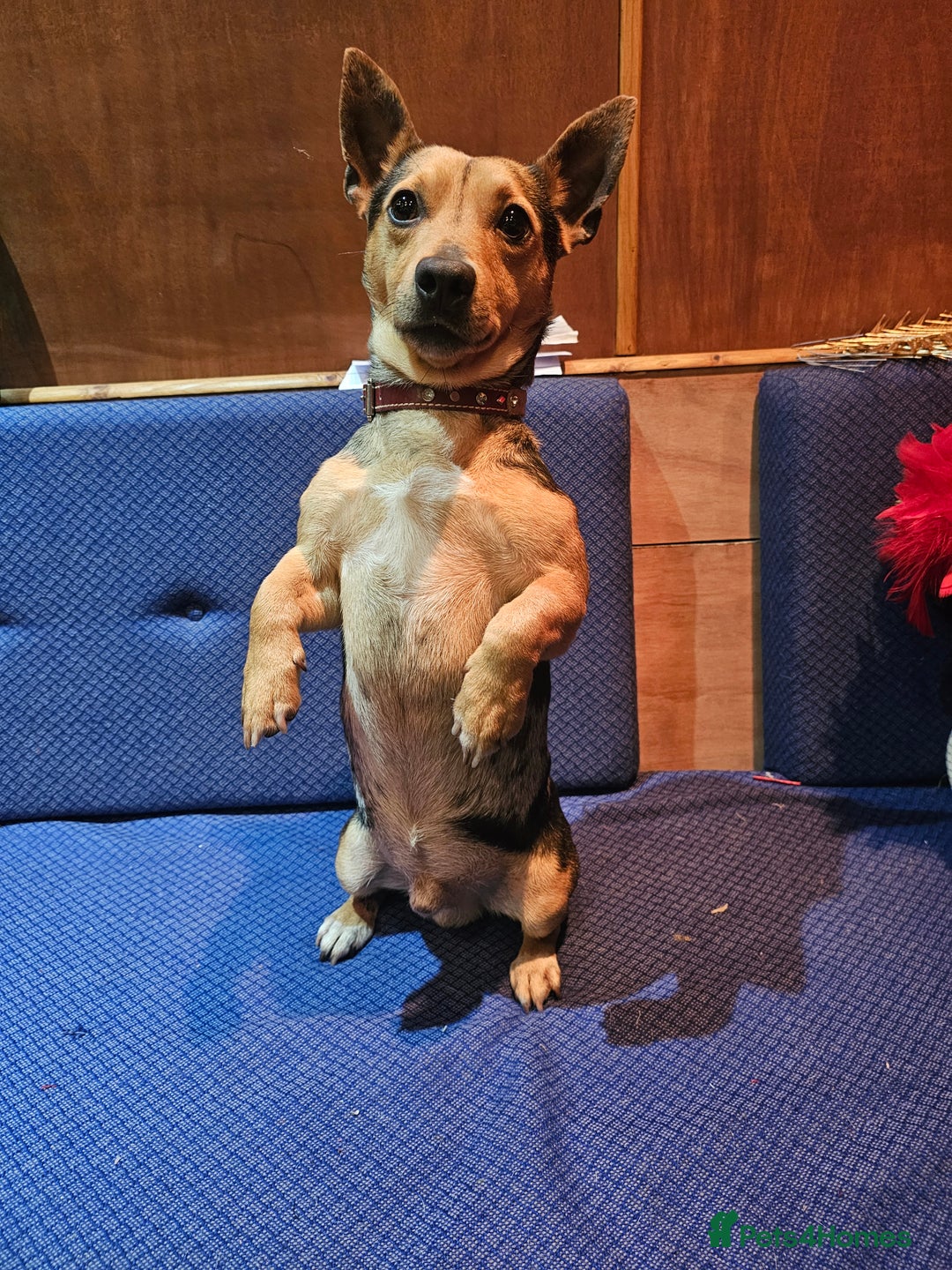 Jack Russell dogs for sale: Pure Breed special colour Jack Russells  - Advert 21