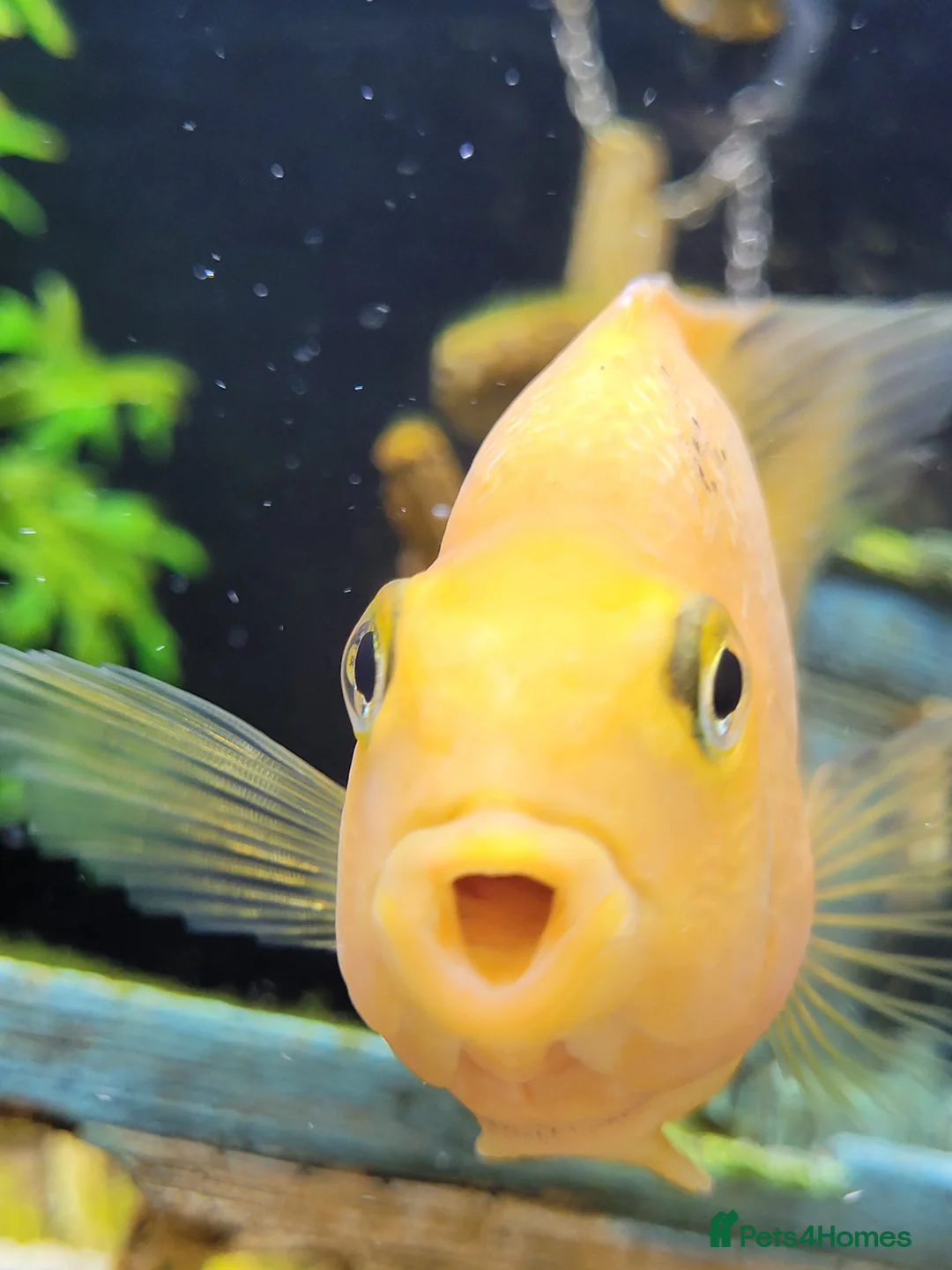 Cichlids fish for sale: Parot cichlid fish for sale - Advert 1