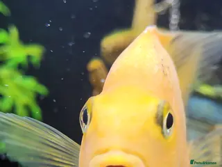 Cichlids fish Parot cichlid fish for sale - Advert 7