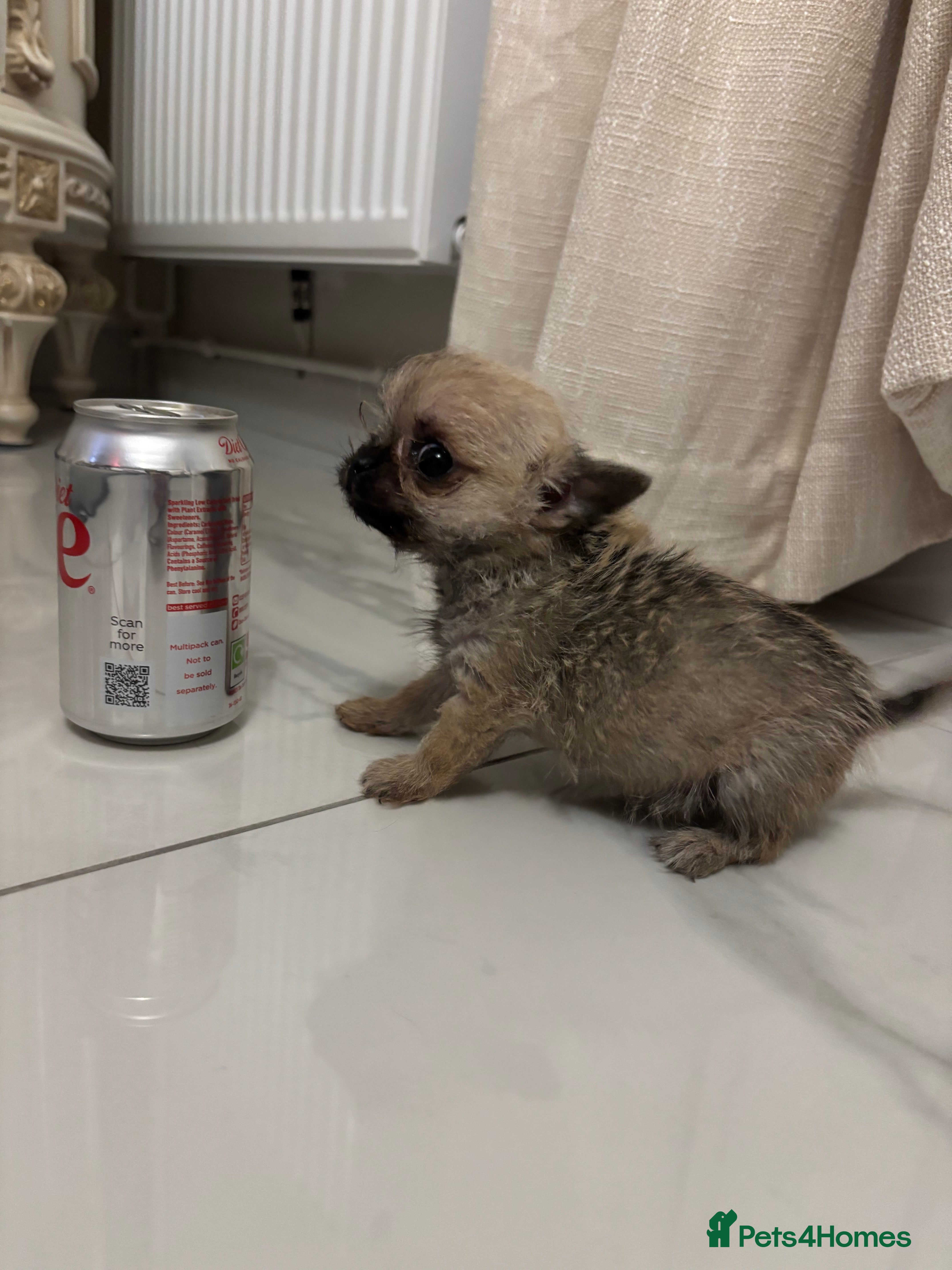 Chihuahua dogs Teacup Chihuahua - Advert 1