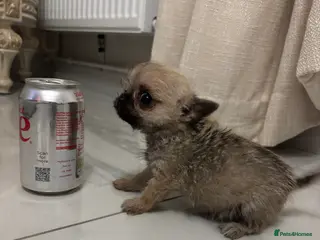 Chihuahua dogs Teacup Chihuahua - Advert 1