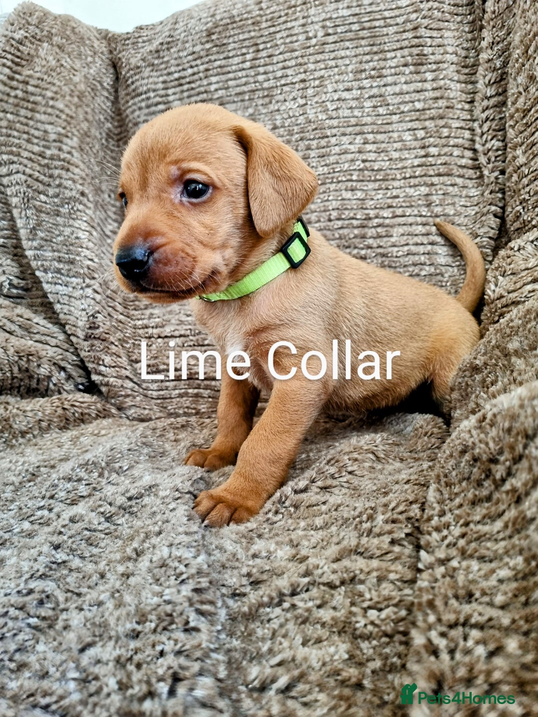 Hungarian Vizsla dogs for sale: Hungarian Vizsla x Fox Red Labrador Puppies - Image 8