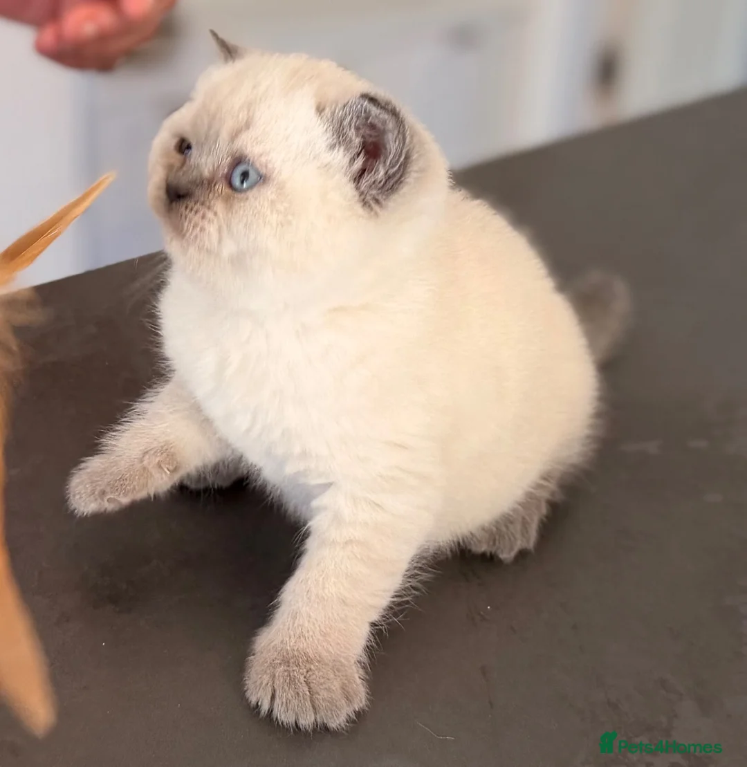 British Shorthair cats for sale: GCCF BRITISH SHORTHAIR KITTENS - Advert 23