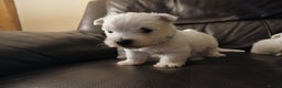 West Highland Terrier dogs for sale: 3 beautiful Westie pups - Advert 9