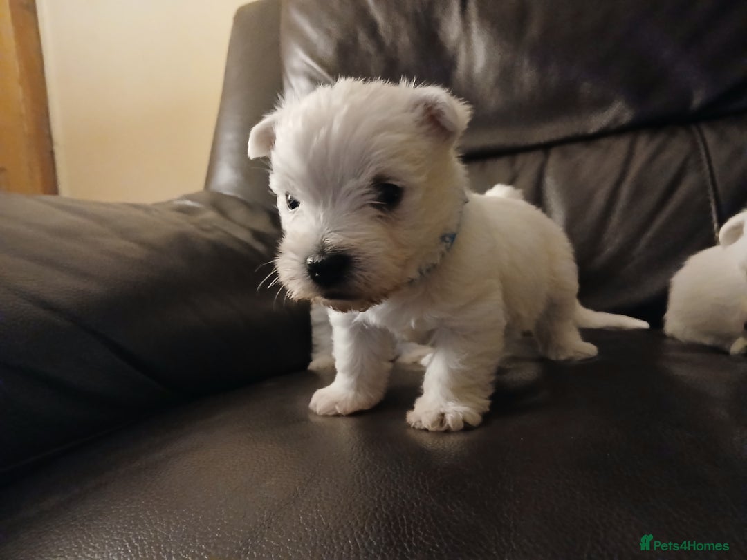 West Highland Terrier dogs for sale: 3 beautiful Westie pups - Advert 9