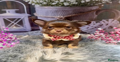 Chihuahua dogs - Advert 1