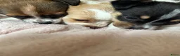 Jack Chi dogs for sale: 3 beautiful Jack chi boy pups 🐶🐶🐶 in Camberley - Advert 8