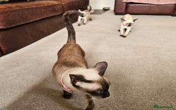 Siamese cats for sale: Adorable Siamese kittens ready to leave - Image 2