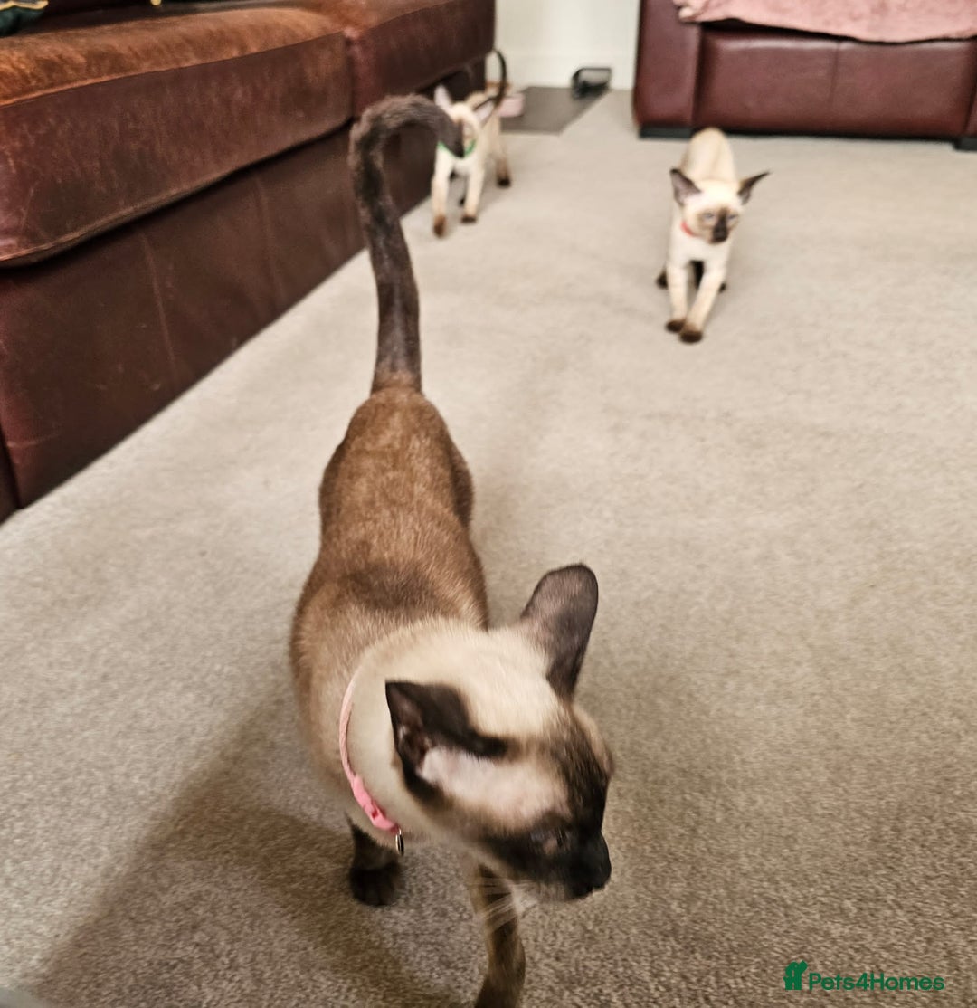 Siamese cats for sale: Adorable Siamese kittens ready to leave - Image 2
