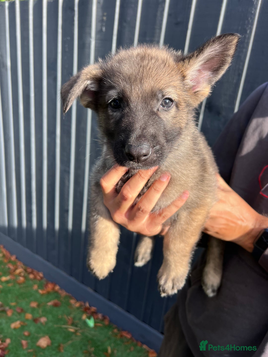 German Shepherd dogs for sale: German Shepherd Puppies, Ready to leave next week - Image 31