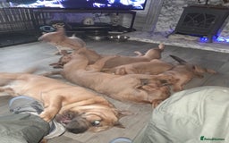 Mixed Breed dogs for sale: French bulldog X - Image 13
