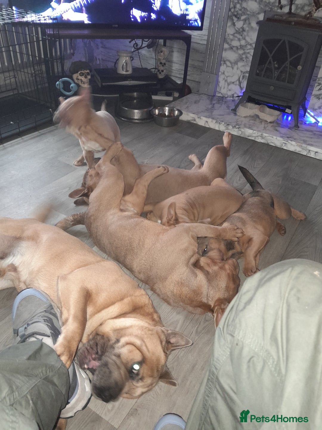 Mixed Breed dogs for sale: French bulldog X - Image 13