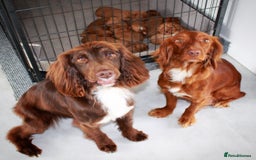 Cocker Spaniel dogs for sale: 🧡 Waiting List OPEN! 🧡 Fox Red WCS - Image 3